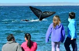 Con la inauguración de un mirador temático en forma de cola de ballena sobre la costa atlántica, Uruguay lanzó una nueva temporada de avistamiento de este cetáceo en el departamento (provincia) de Rocha, en el sureste del país.