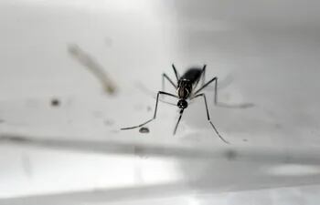 mosquito-aedes-aegypti-92745000000-1424348.JPG