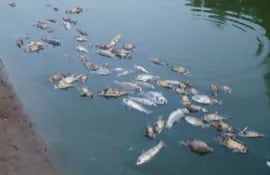 en-la-zona-de-margarino-chaco-a-causa-de-la-escasez-de-agua-y-la-colmatacion-del-canal-del-cauce-hidrico-aparecieron-miles-de-peces-muertos--00002000000-1145139.jpg