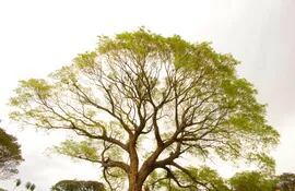 El imponente Timbó de la familia Ceuppens, ganador del árbol más grande del Paraguay en el concurso Colosos de la Tierra 2022.