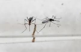 zika-aedes-dengue-chikunguna-95513000000-1425414.JPG