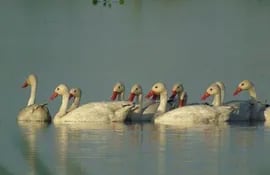 un-grupo-de-cisnes-que-migraron-a-los-humedales-de-benjamin-aceval-fue-atacado-por-cazadores--194236000000-1685022.jpg