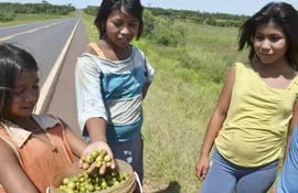 los-ninos-nativos-muestran-las-frutas-del-guavirami-que-son-recolectadas-en-la-zona-para-su-comercia-lizacion--203357000000-1528207.jpg