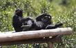 fotografia-de-chimpances-en-el-santuario-agua-dulce-en-el-centro-de-conservacion-ol-peieta-en-nanyuki-kenia--200958000000-1103044.JPG