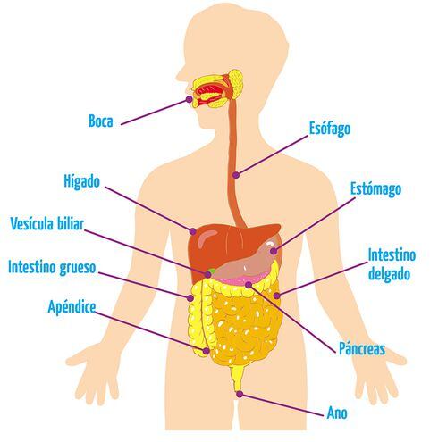 Aparato Digestivo Escolar Abc Color