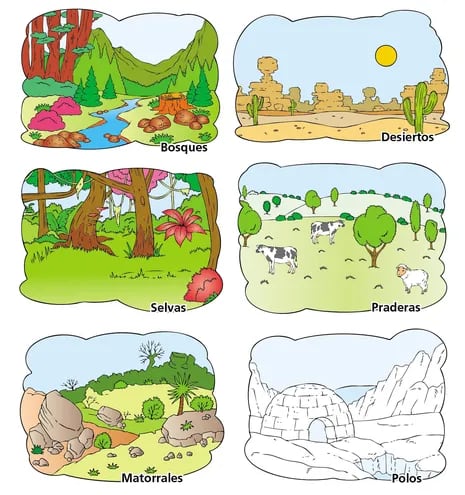Ecosistema terrestre - Escolar - ABC Color
