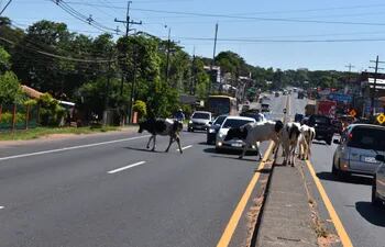 Las vacas cruzan tranquilamente la ruta y los conductores deben de esperar para reanudar la marcha.
