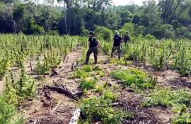 el-cultivo-de-marihuana-a-gran-escala-es-una-realidad-cotidiana-en-algunas-de-las-comunidades-campesinas-mas-pobres-de-paraguay-donde-la-hierba-se-h-234050000000-1372859.jpg