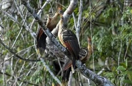 Aves en el Parque Nacional Yasuní, en Yasuní (Ecuador). (EFE, archivo)
