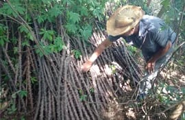 Un productor de la compañía Novi Reta de Santaní muestra las semillas de mandioca guardadas bajo un árbol.