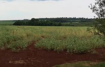 Cultivo de soja tempranera, de la zona de Mbarcayú, Alto Paraná, con pronósticos de mermas, en relación al potencial del suelo y de las variedades.