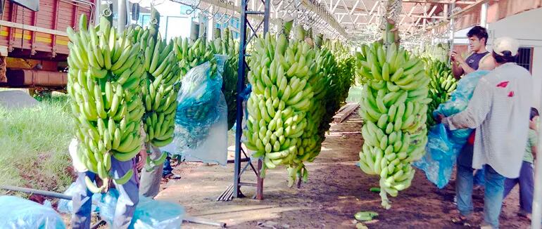 En todo el país existen unos 1.300 productores de banana y la superficie estimada de sus plantaciones es de unas 8.800 hectáreas.