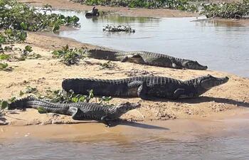 Los yacarés se relajan bajo el sol a orillas del río en la zona del Pantanal en el Alto Paraguay.