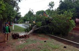 Un enorme árbol se desprendió de la tierra, cayó y bloquea una calle en Villarrica.