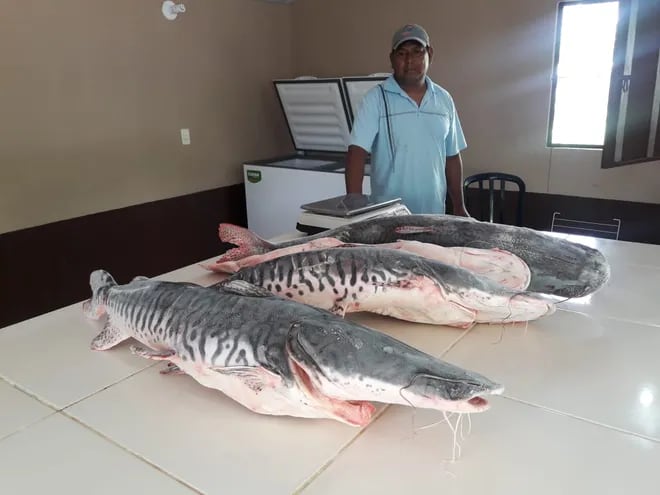 Un pescador ishir muestra los ejemplares de surubí capturados en aguas del río Paraguay y que son comercializados a G. 25.000 por cada kilo.