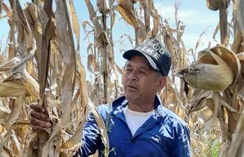 El pequeño productor, Trifón Ruiz Díaz, en su cultivo de maíz, que logró un rendimiento de 7 toneladas por hectárea.