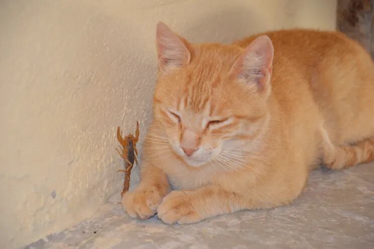 Un gato de color anaranjado con los ojos cerrados, en el suelo. Junto a él, un alacrán amarillo sube por la pared.
