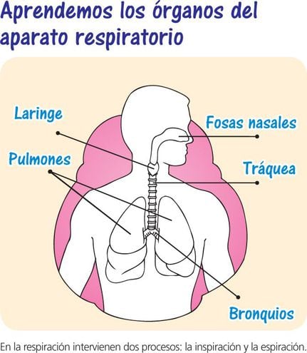 Órganos de la respiración - Escolar - ABC Color