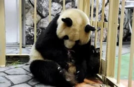nacen-gemelos-de-panda-gigante-en-un-zoo-del-sur-japon-90356000000-1163260.JPG