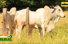 Abc Rural: Acortar fase de recría en vacas para un servicio anticipado