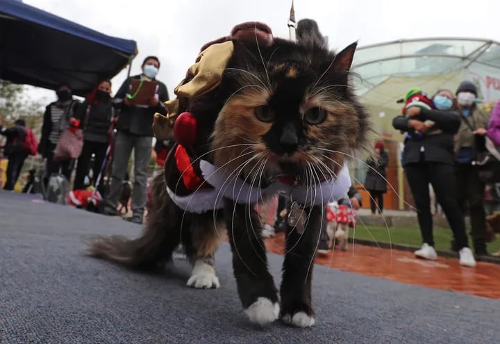El gato "Pincel" participa del concurso de disfraces navideños en la casa de la mascota, en La Paz (Bolivia).