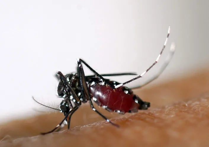 Mosquito aedes aegypti transmisor del dengue y la chikunguña.