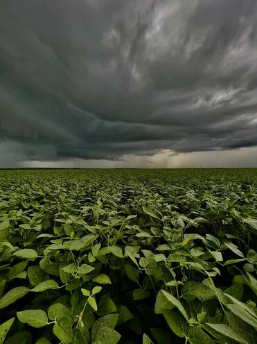Las lluvias generan buen ambiente para el desarrollo de la soja en Alto Paraná.