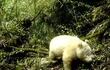 panda-albino-100812000000-1836132.JPG