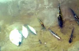 distintas-especies-de-peces-aparecieron-muertos-en-el-rio-tebicuarymi-pobladores-denunciaron-el-hecho-ante-el-ministerio-publico-foto-gentileza-de-213357000000-1283877.jpg