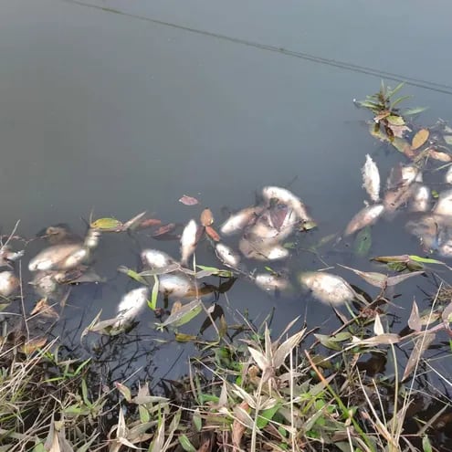 Peces muertos que aparecieron en el río Curuguaty'y. Mismo fenómeno se vio en los ríos Jejuimi y Gasory