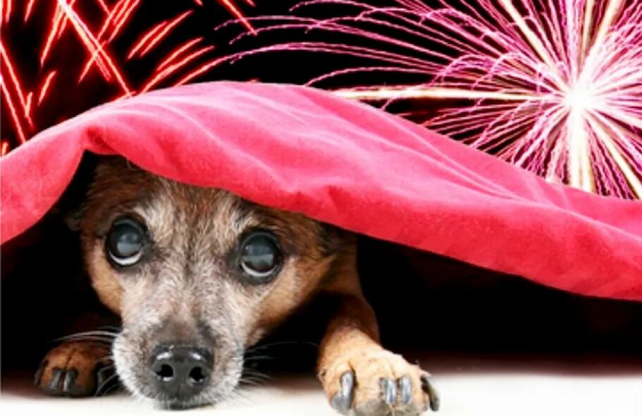 Cómo proteger a tu perro de los fuegos artificiales y de los petardos
