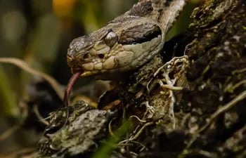 La yarará chica (Bothrops diporus) es una serpiente venenosa que habita en Paraguay.