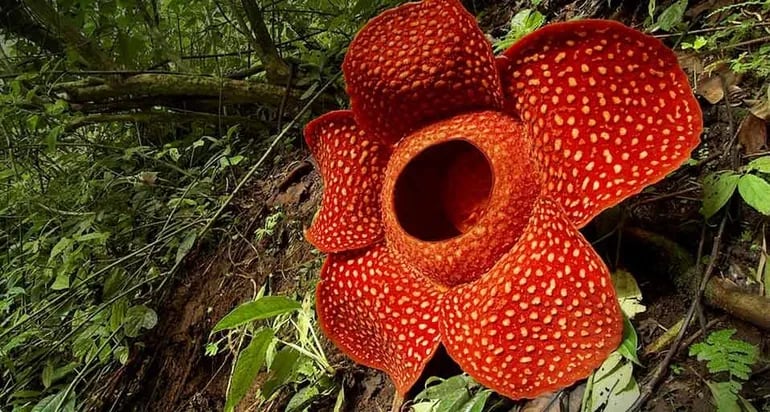 Destaca por su inmenso tamaño, la flor Rafflesia.