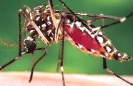 chikunguna-mosquito-135202000000-1159487.jpg