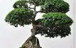 bonsai-84323000000-1631243.jpg