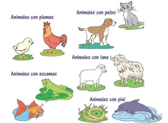 Los animales y sus coberturas - Escolar - ABC Color