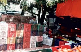 cientos-de-kilos-de-tomates-producidos-en-el-distrito-de-3-de-febrero-no-llegan-a-ser-vendidos-por-el-ingreso-incesante-de-tomate-de-contrabando-desde-202238000000-1795241.jpg