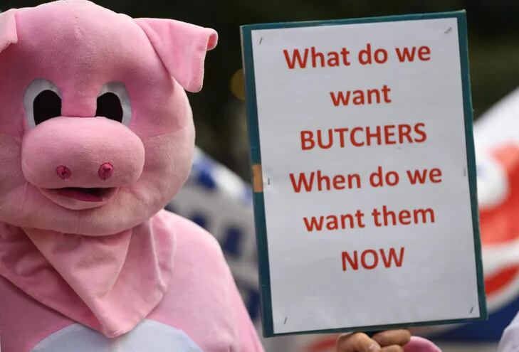 Un manifestante disfrazado de cerdo protesta por la falta de trabajadores en la industria cárnica porcina en el Reino Unido.