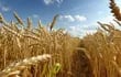 Rusia comienza a frenar exportaciones de cereales y azúcar.