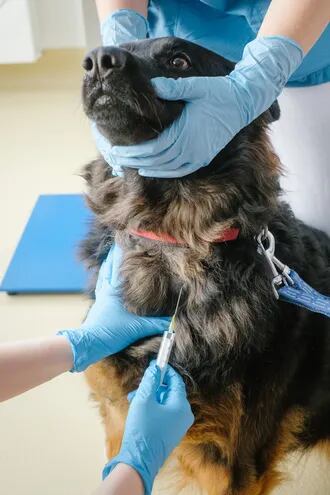 Alojamiento pestillo Toro Quimioterapia a perros: ¿calidad de vida o curación? - Mascotas - ABC Color