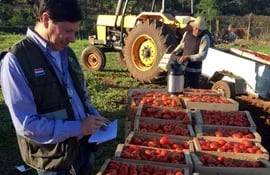 un-tecnico-del-senave-inspecciona-la-carga-de-tomate-de-contrabando-en-una-finca-de-j-a-saldivar-central--205057000000-1498508.jpg