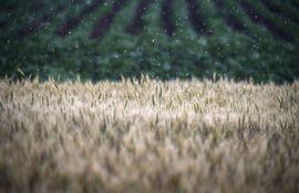 Espigas de trigo en un campo de trigo este miércoles cerca de Melitopol, en la región de Zaporizhia, Ucrania.