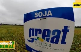 Abc Rural: Variedades de soja Great Seeds debutaron en el Chaco