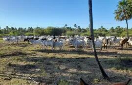 Los ganaderos en el Chaco sufren pérdidas económicas a causa de la temporada de sequía y por el permanente robo de sus animales vacunos.