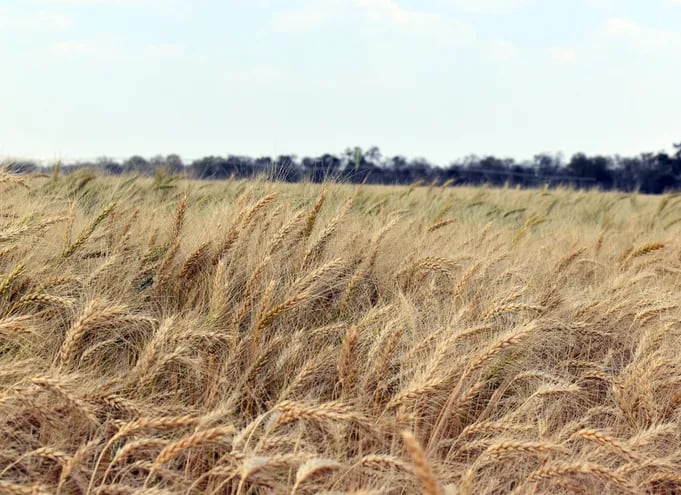 El trigo HB4 ayudará  a la producción del agro por su condición de tolerante a sequía.