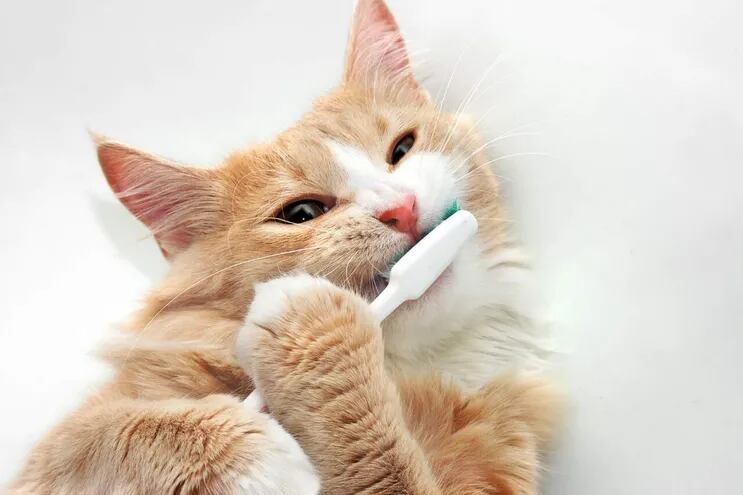 Hay que cuidar la salud dental de tu gato, no solo para evitar posibles enfermedades, sino también para asegurarle una correcta alimentación.