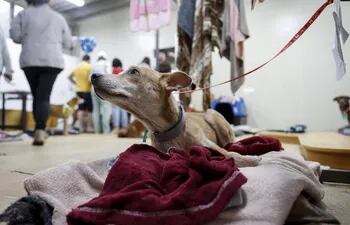 Fotografía de un perro rescatado de las inundaciones, el 11 de mayo de 2024, en un refugio en Porto Alegre (Brasil).