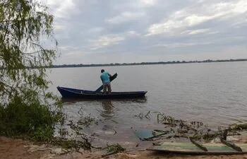 Ante la crecida del río, productores trasladan sus animales vacunos desde los carrizales en canoas a tierra firme.