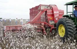tres-variedades-de-semillas-transgenicas-son-utilizadas-en-el-chaco-argentino-el-textil-tiene-un-rendimiento-de-3-000-kilos-por-hectarea-en-plena-seq-220302000000-400198.jpg