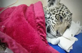 Cachorro de jaguareté rescatado. Imagen compartida por el Refugio Urutaú.